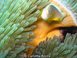 Anemone fish by Carlotta Arona 